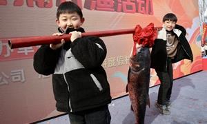 陆浑湖冬捕开启 43斤鱼王拍卖价5.9万元