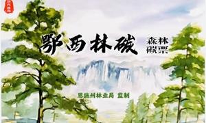 湖北恩施首批“鄂西林碳”森林碳票发行