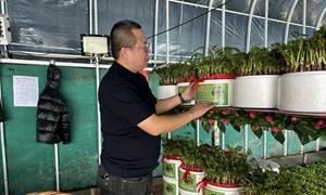 三合城村：反季种植山野菜 走出农家致富路