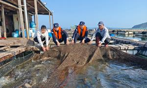 “海上牧场”活鱼抢“鲜”出海忙
