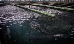 商南鲟鱼