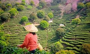 广西昭平：“一路繁花”释放旅游新活力